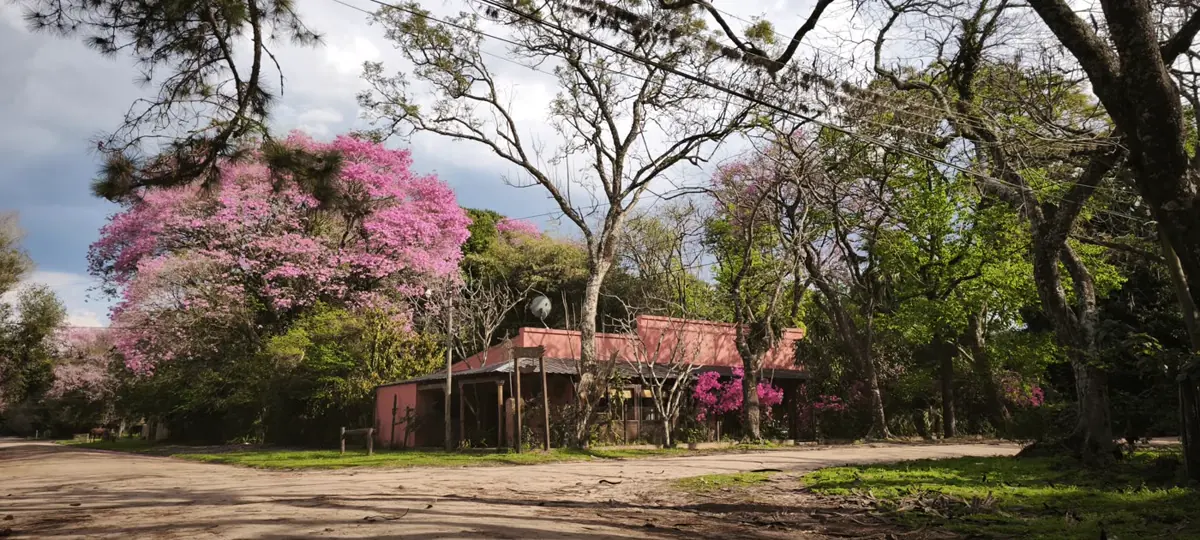 Calle de Loreto con lapachos en flor y el frente de la posada al fondo