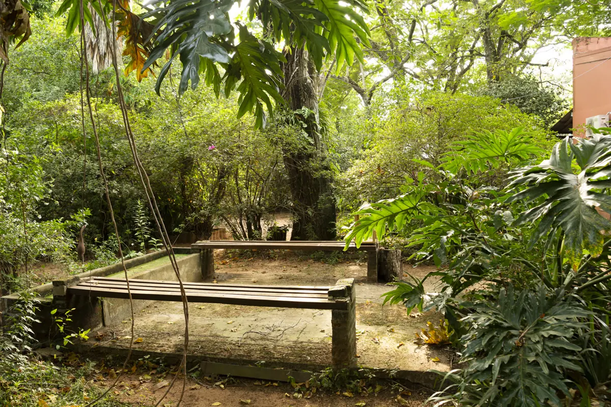 Rincón del jardín con bancos de madera entre plantas nativas